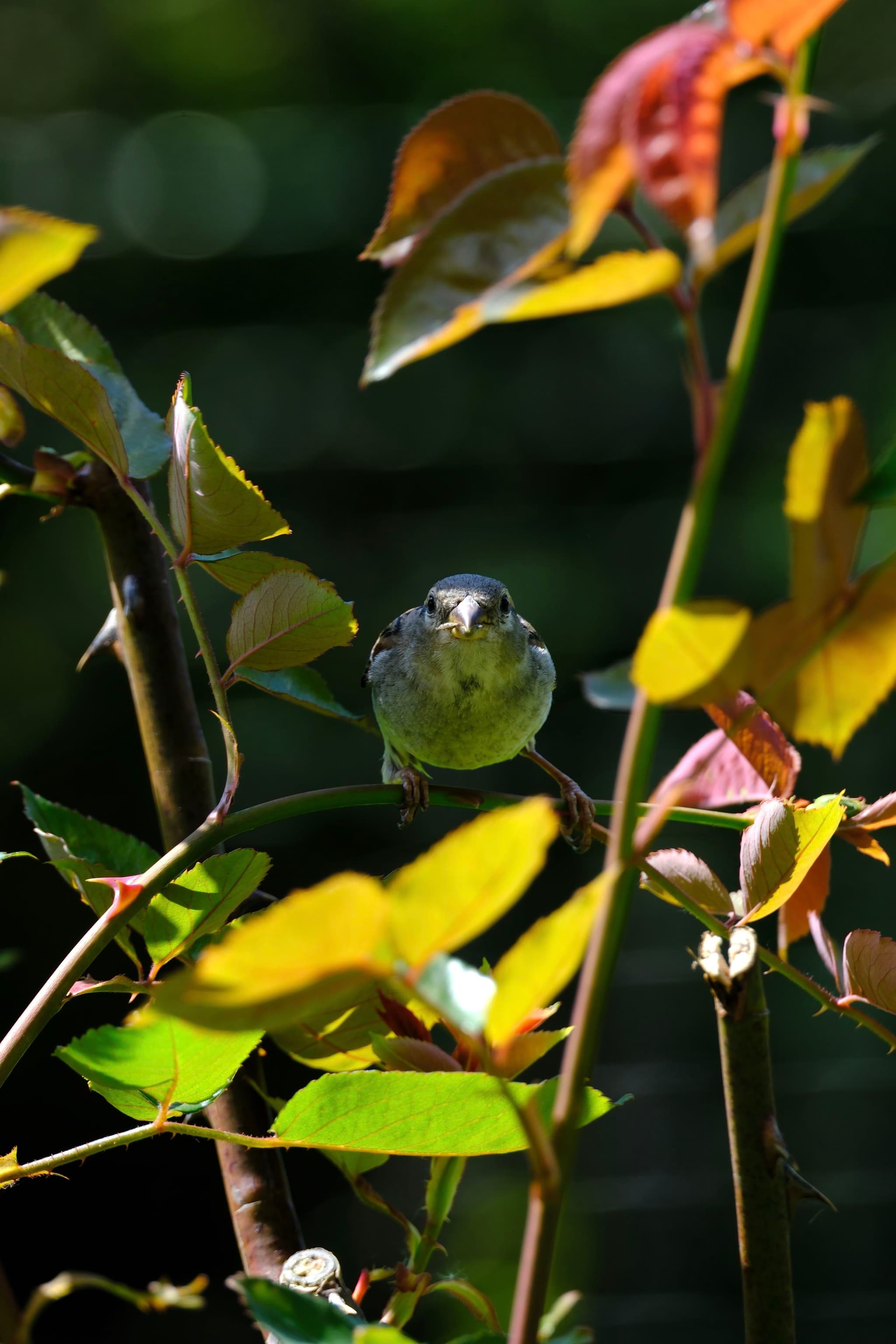 A small bird perched among branches with green and yellow leaves, set against a dark, blurred background