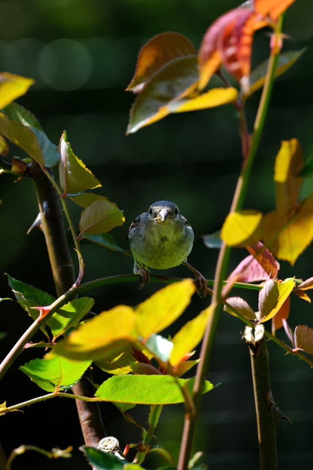 A small bird perched among branches with green and yellow leaves, set against a dark, blurred background