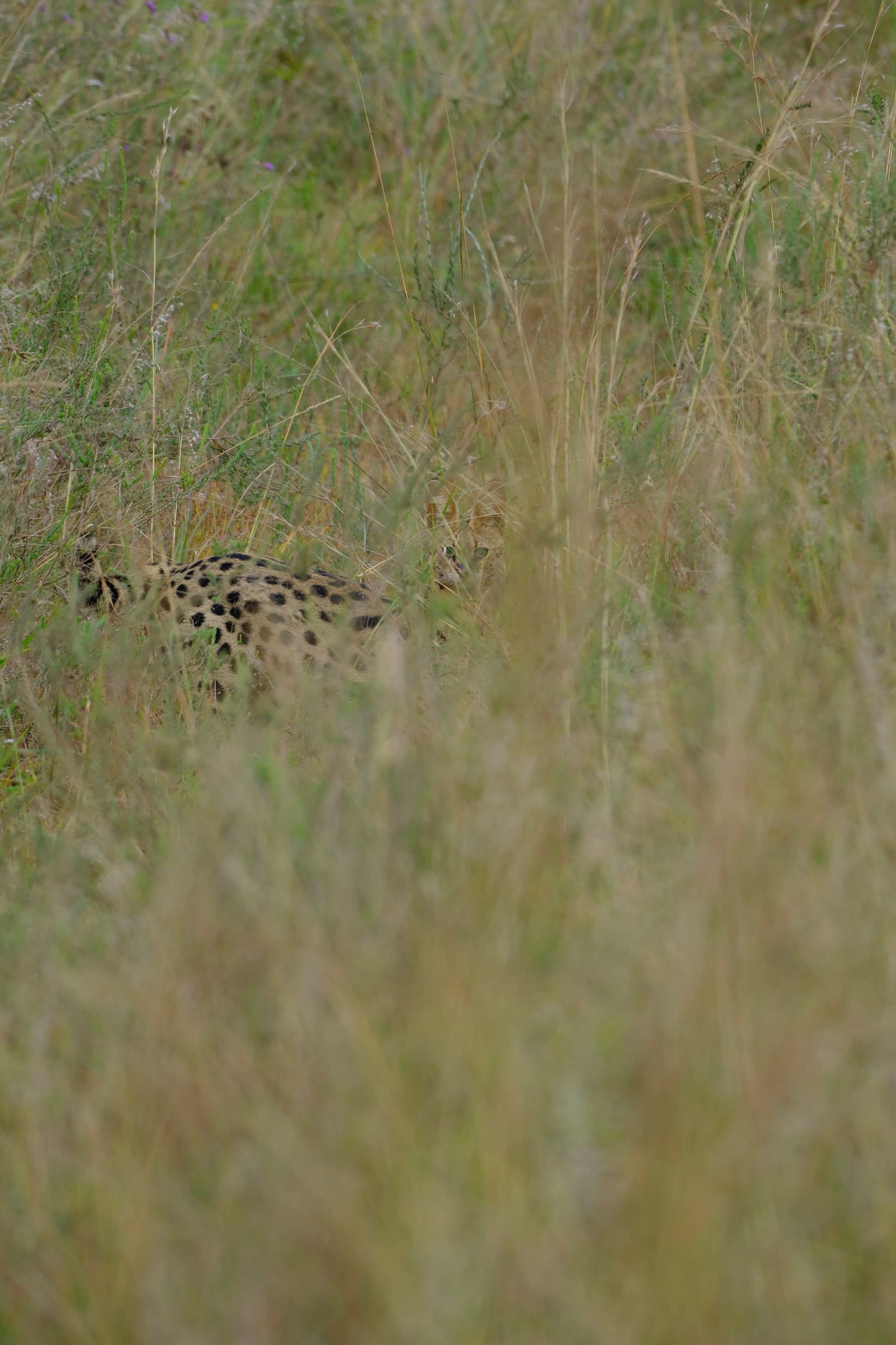 A serval camouflaged in tall grass, with only part of its spotted body visible
