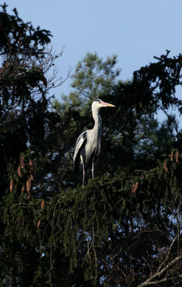 A heron stands on a tree branch surrounded by dark green foliage, with a clear blue sky in the background