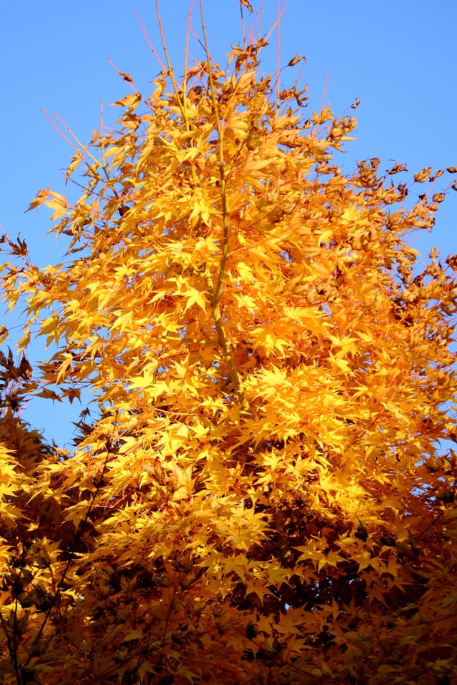Bright autumn leaves against a blue sky