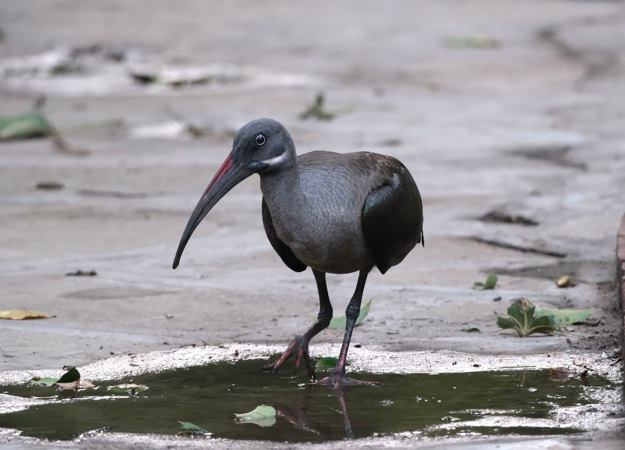 A bird with a long, curved beak standing on a wet surface with scattered leaves