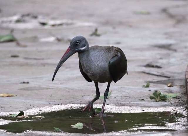 A bird with a long, curved beak standing on a wet surface with scattered leaves