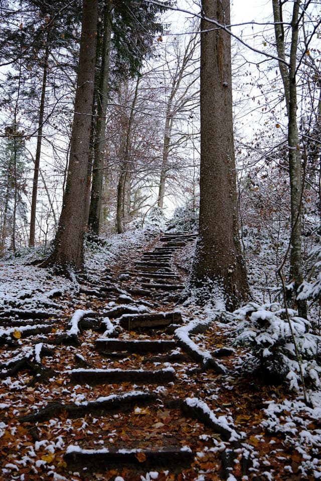 Narrow wooden steps ascend a leaf-strewn forest hillside dusted with fresh snow between tall bare trees