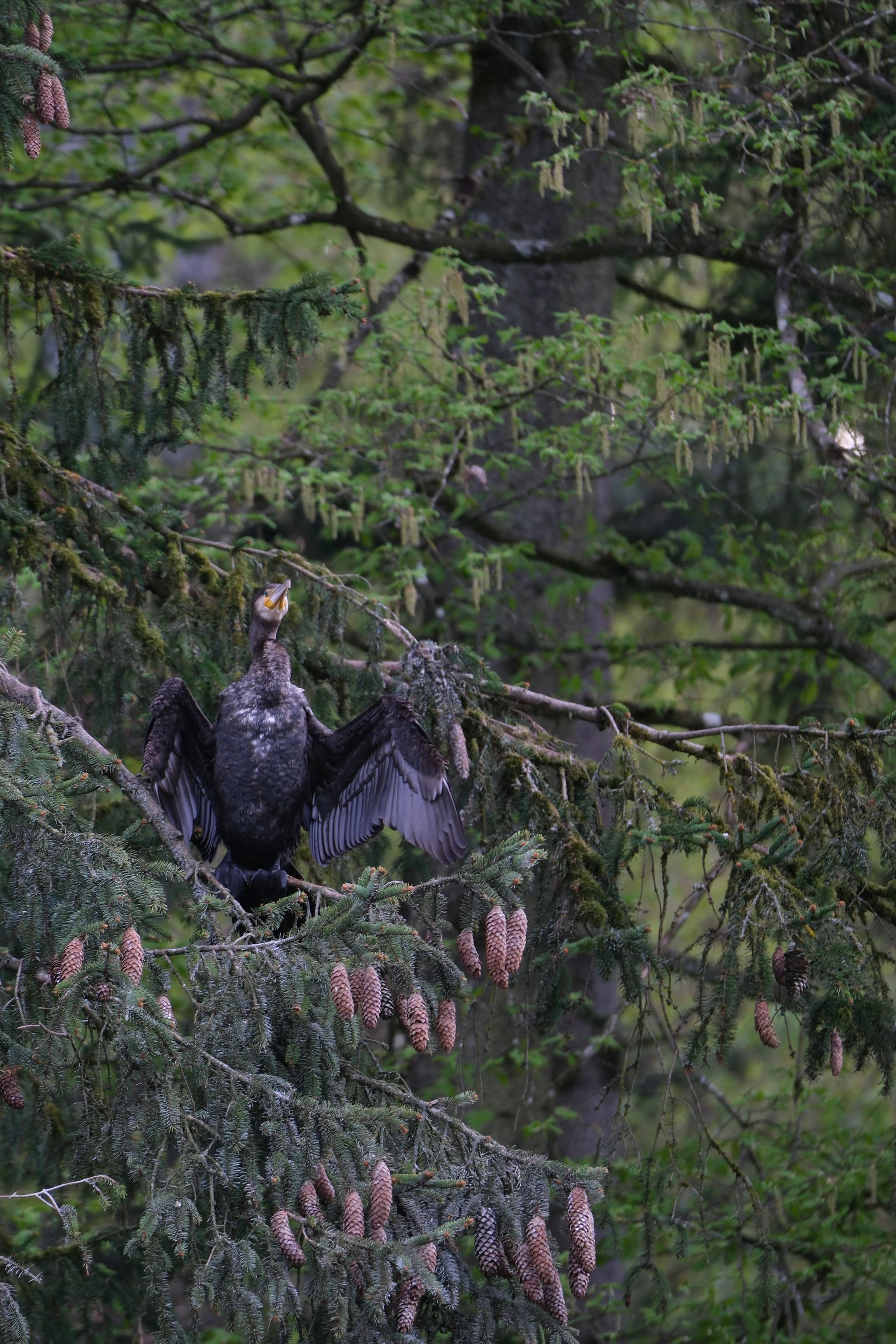 A bird with outstretched wings perched among dense green foliage and pine cones