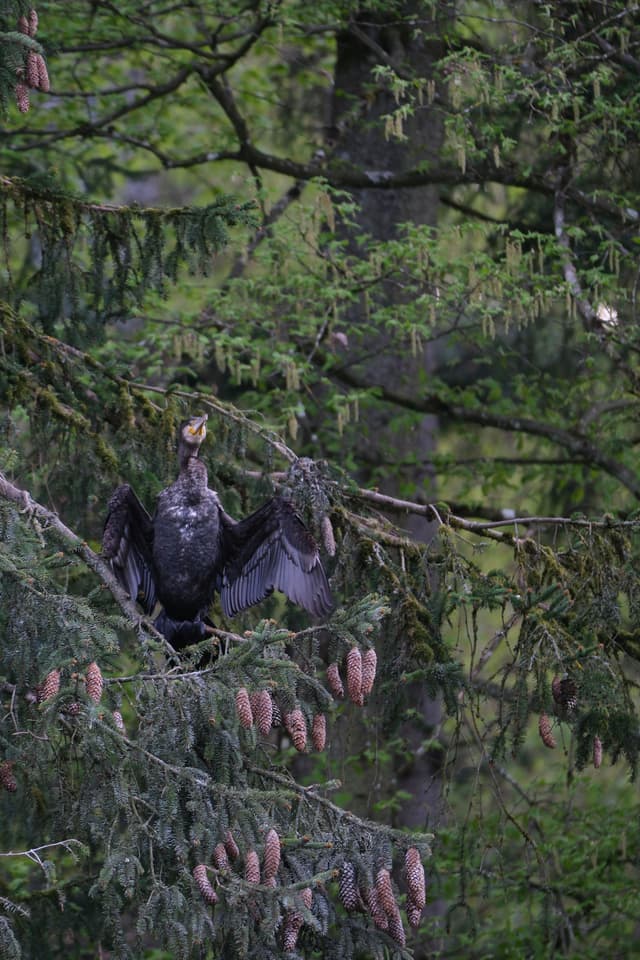 A bird with outstretched wings perched among dense green foliage and pine cones