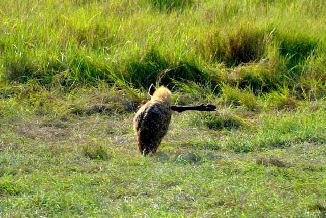 A hyena walking away through a grassy field