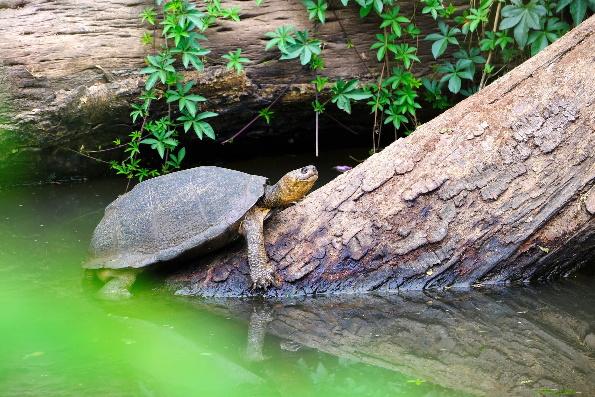 A turtle climbing onto a log in a body of water, surrounded by green foliage