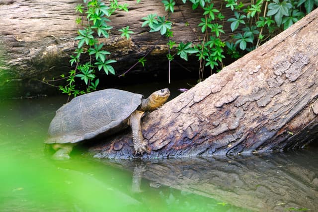 A turtle climbing onto a log in a body of water, surrounded by green foliage