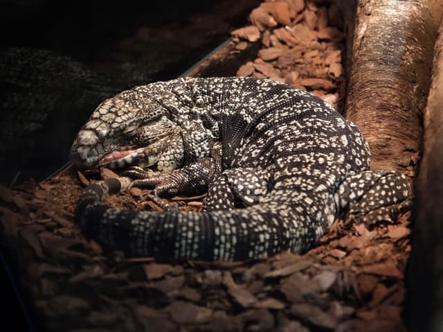 A lizard with a black and white speckled pattern is curled up on a bed of wood chips