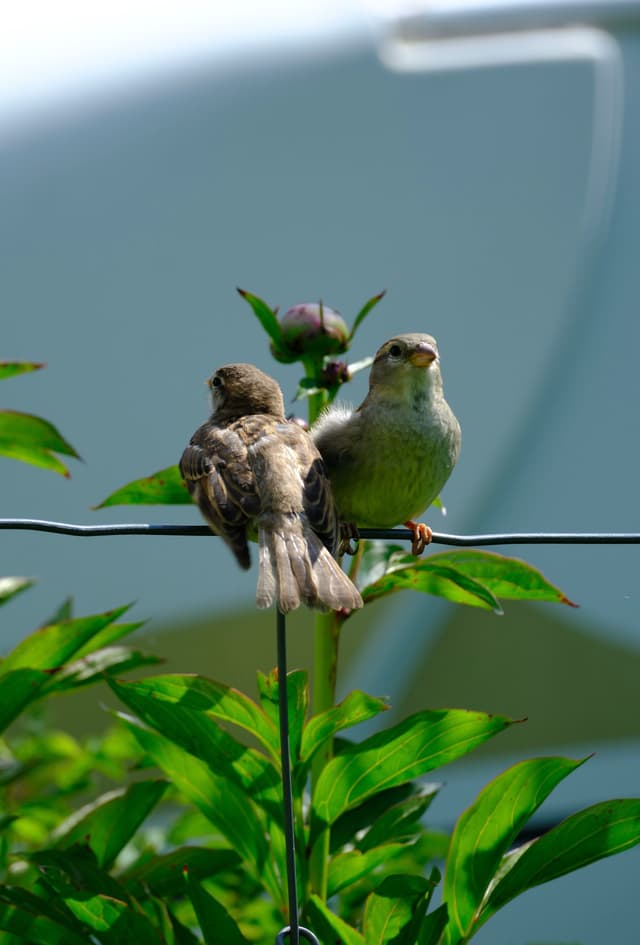 Two small birds perched on a wire surrounded by green leaves, with a blurred background