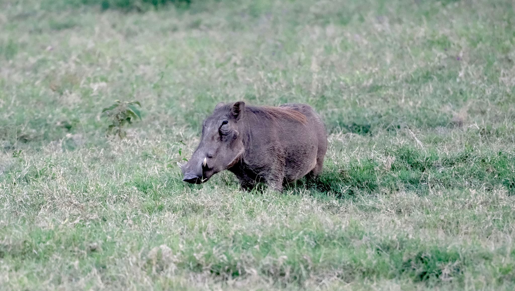 A warthog standing in a grassy field