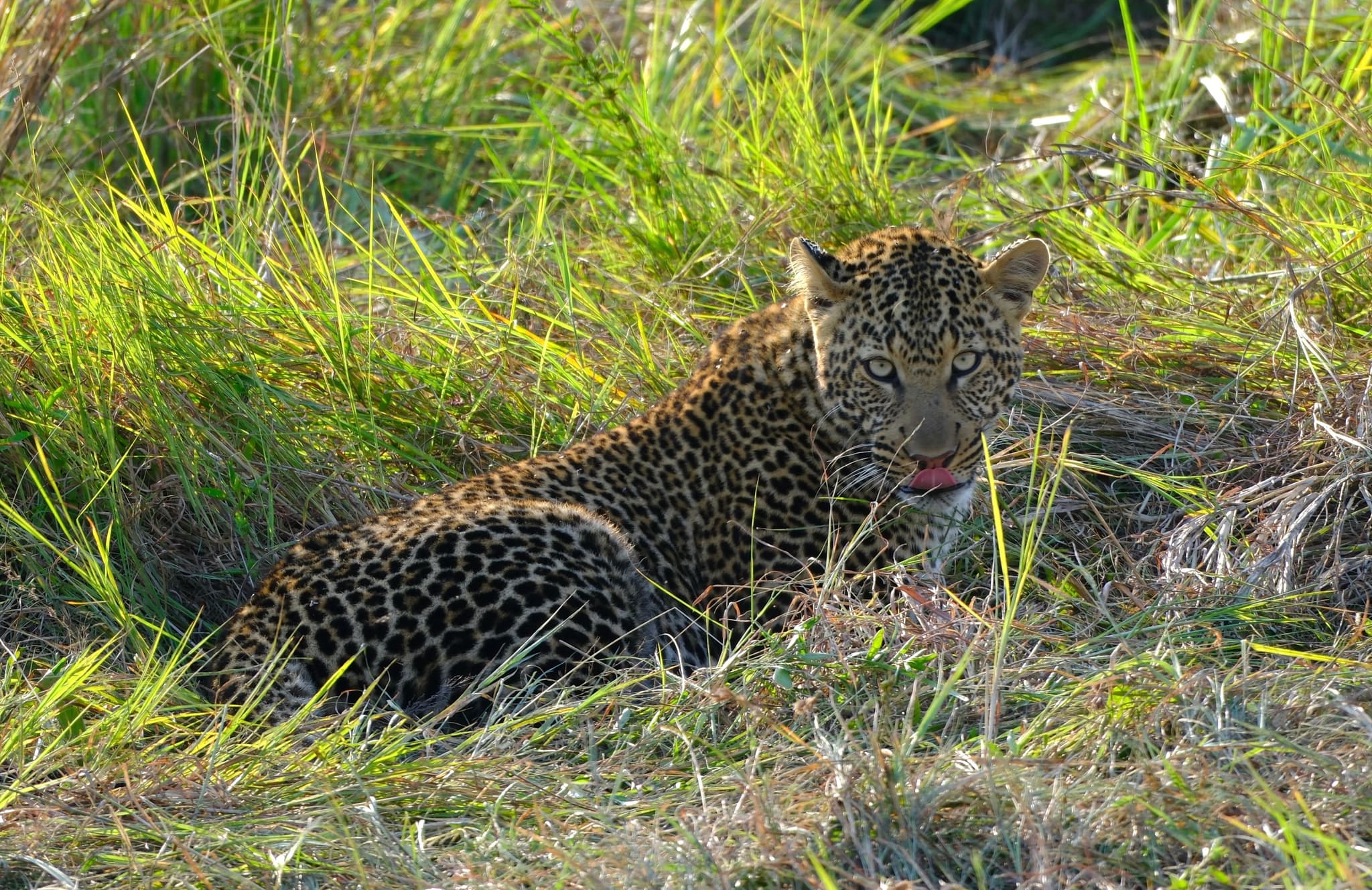A leopard lying in tall grass, partially camouflaged by its surroundings