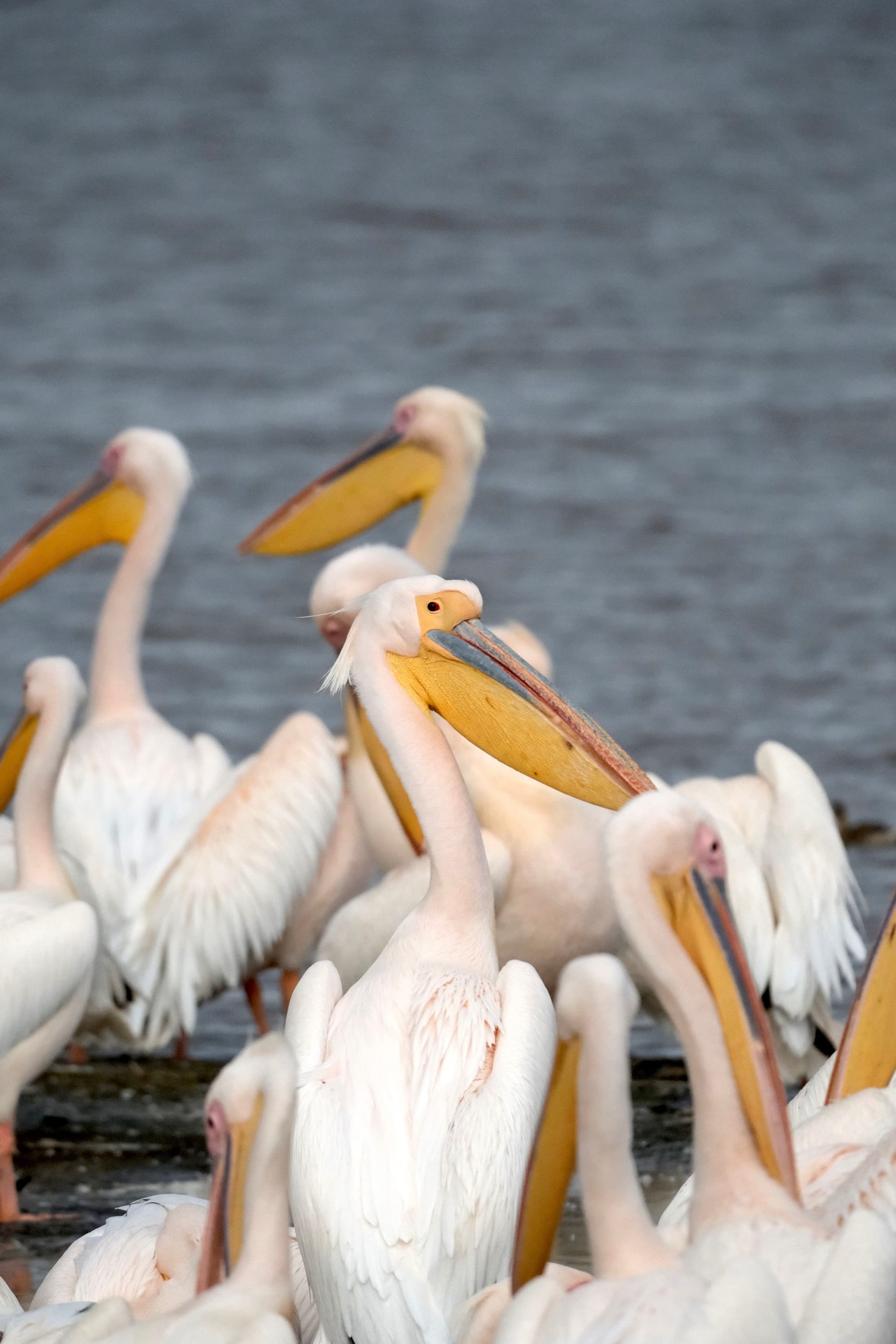 A group of white pelicans with long yellow beaks gathered near the water
