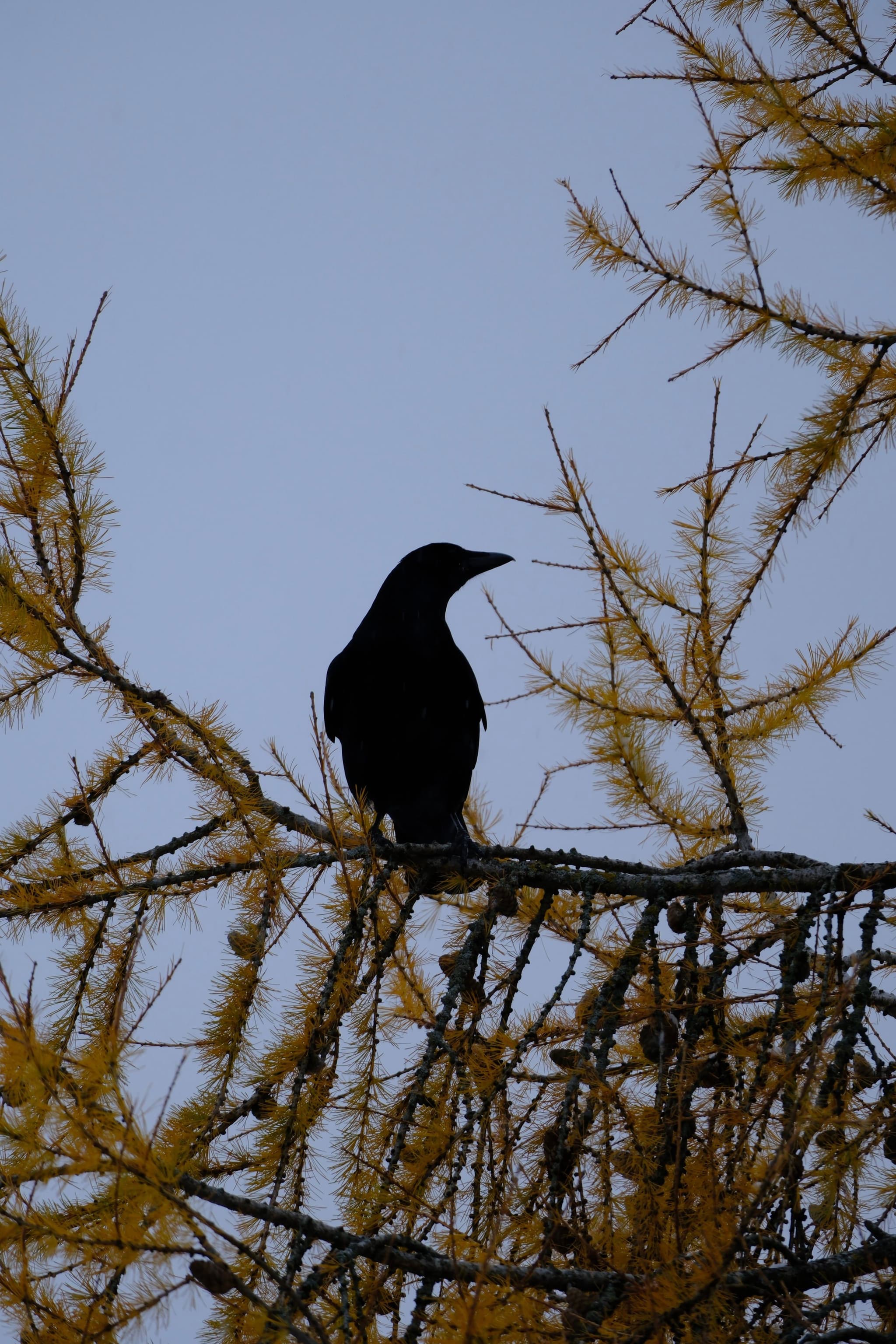 A solitary dark bird perched in silhouette on thin, leafless branches against a pale sky