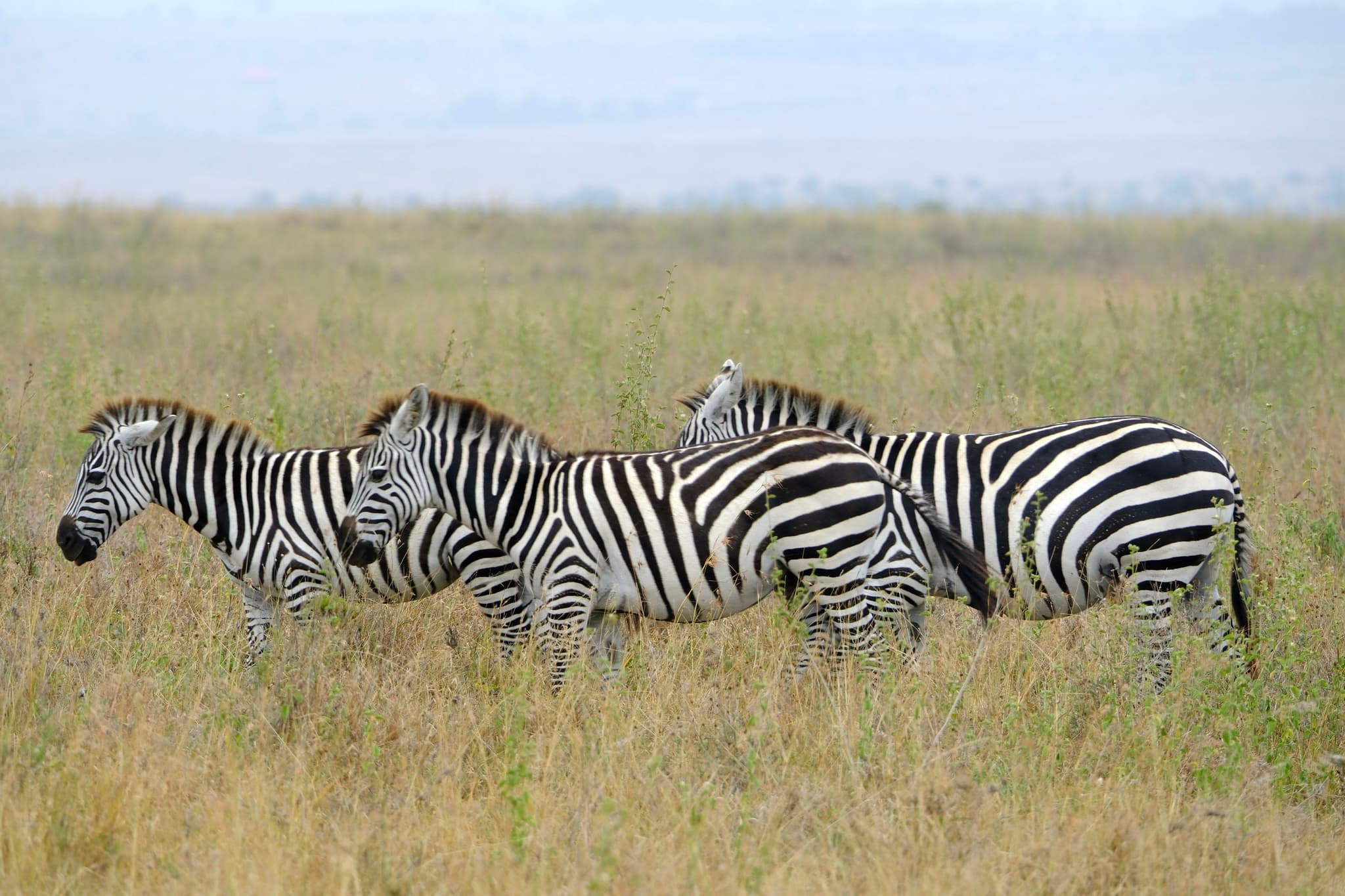 Three zebras standing in a grassy field