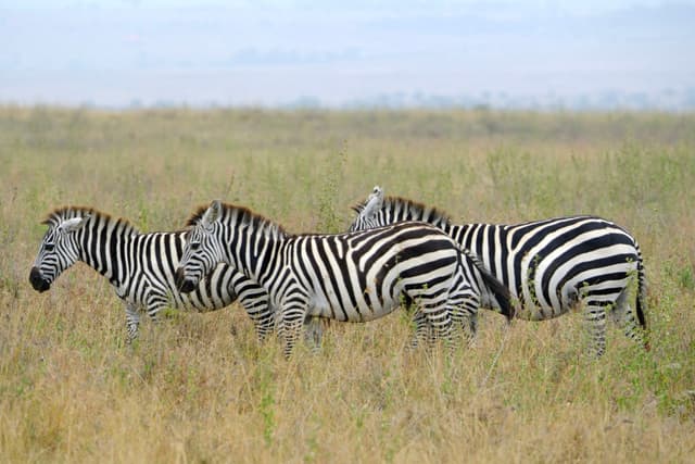 Three zebras standing in a grassy field