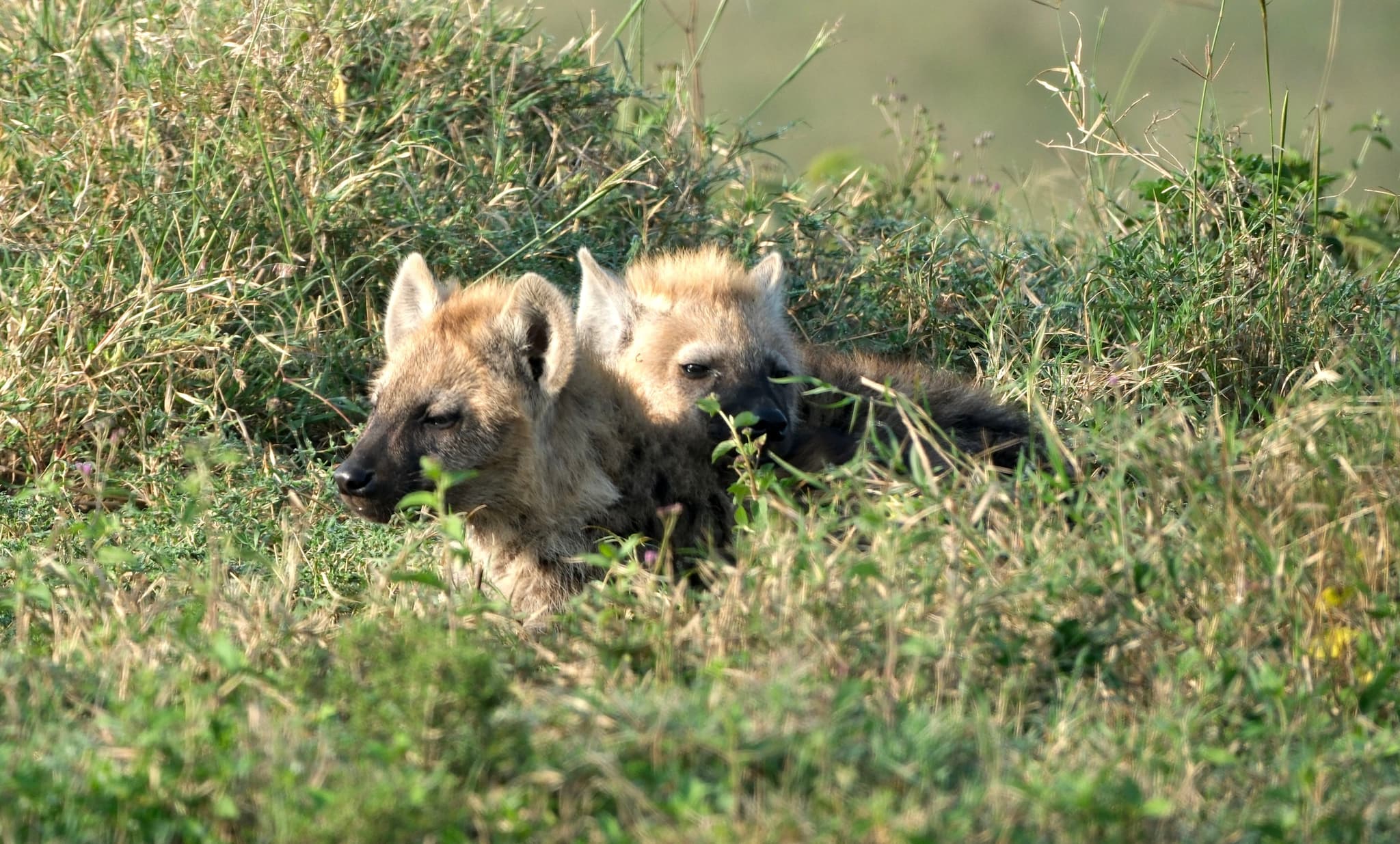 Two hyenas partially hidden in tall grass, blending into their natural habitat