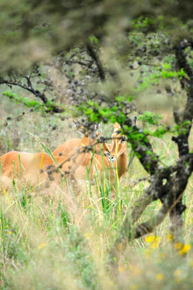 A lioness is partially hidden behind trees and tall grass in a natural, grassy environment