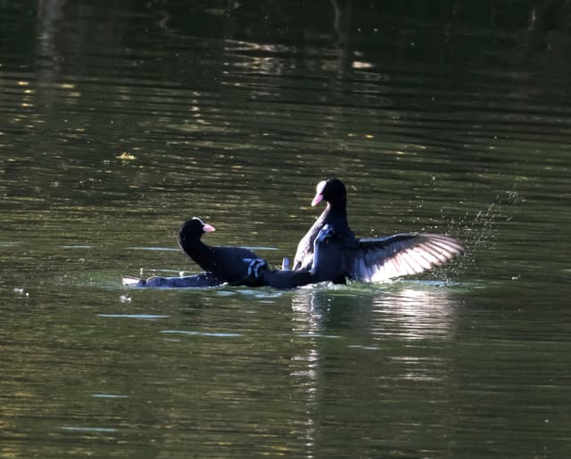 Two ducks on a calm body of water, with one duck spreading its wings