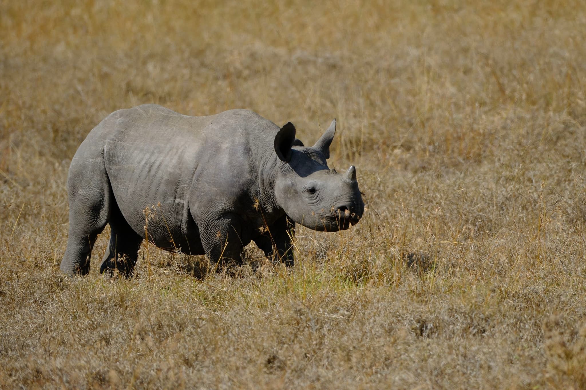 A young rhinoceros standing in a dry, grassy field