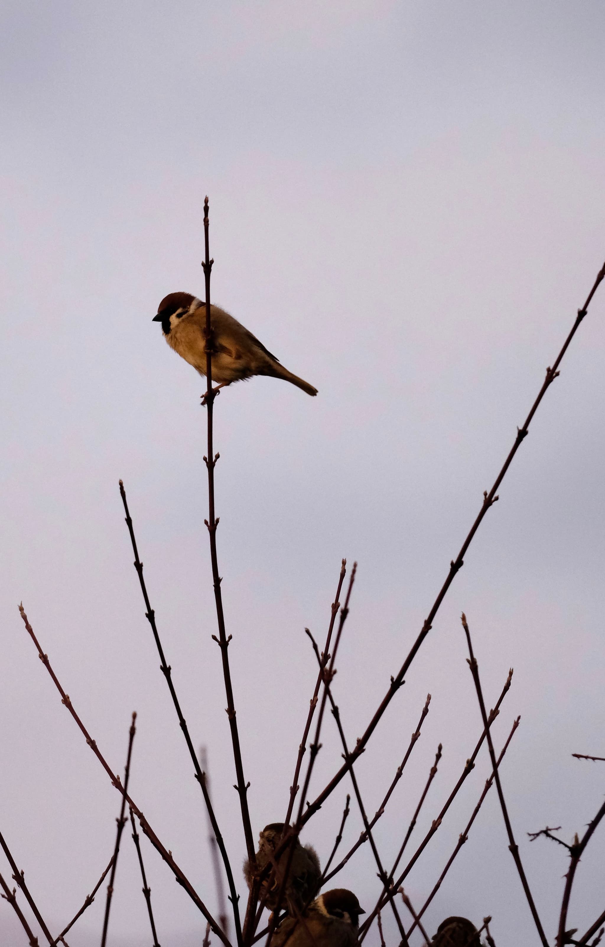 A small bird perched on the top of a bare branch against a cloudy sky
