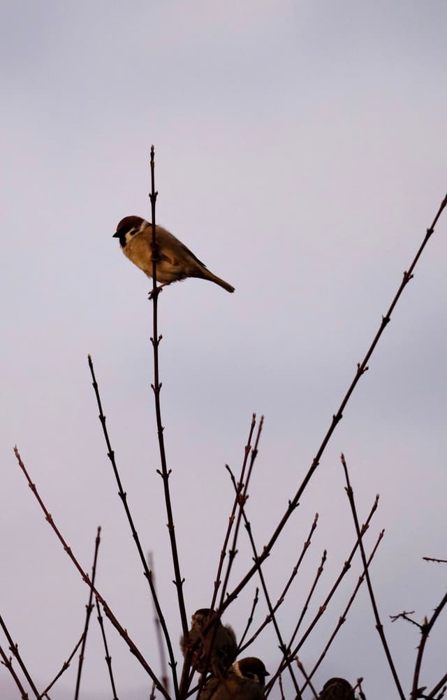A small bird perched on the top of a bare branch against a cloudy sky