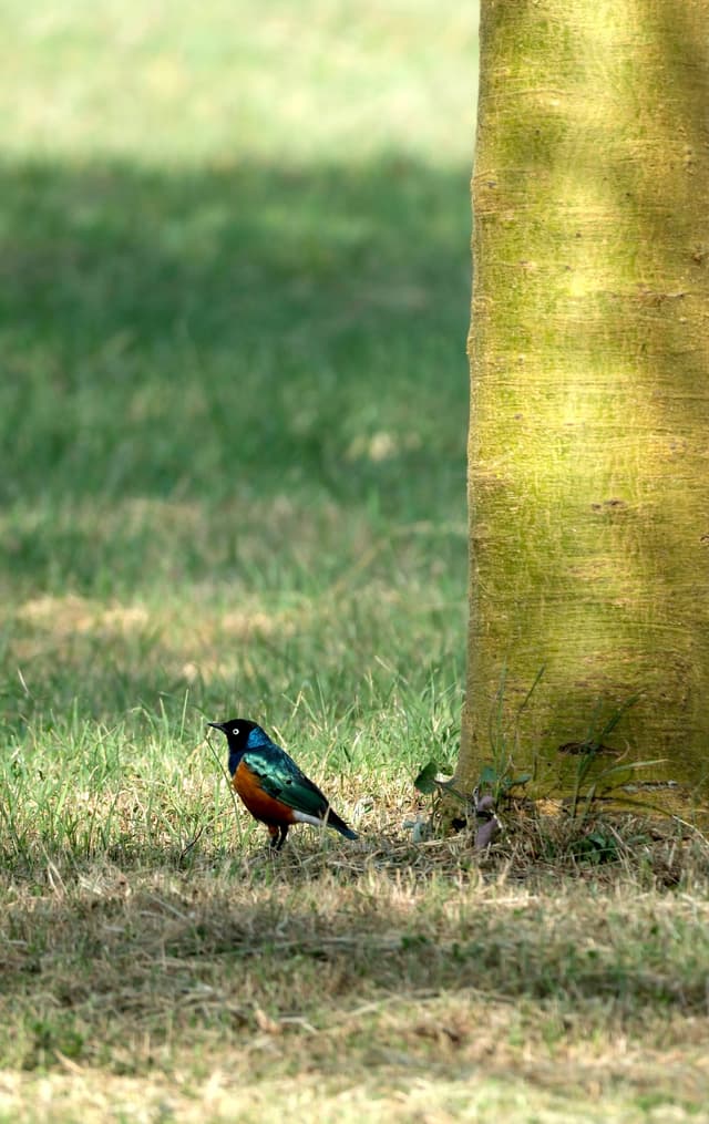 A colorful bird stands on grass near a tree trunk, with a blurred green background