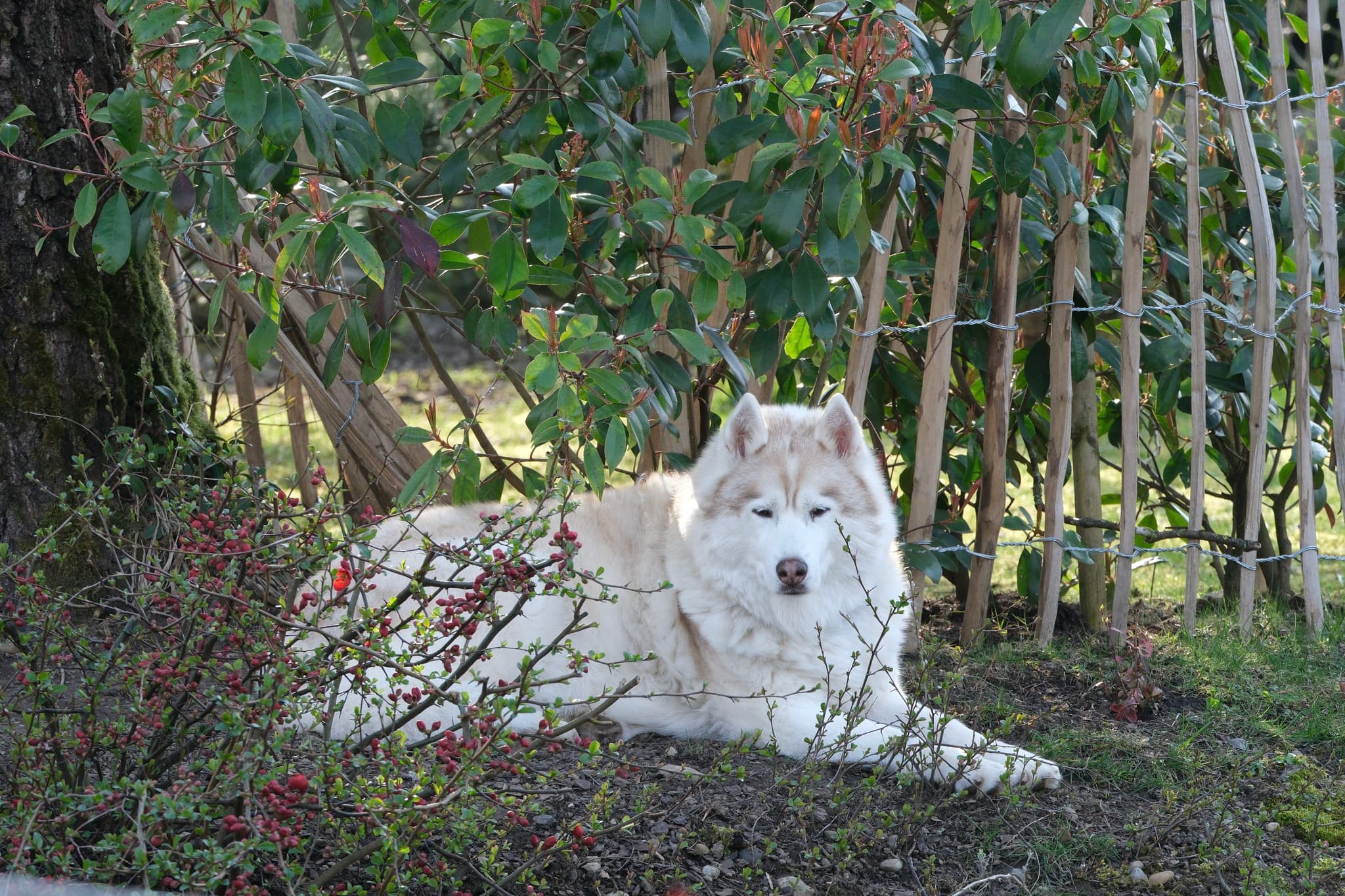 A husky lying on the ground in a garden, surrounded by greenery and a wooden fence