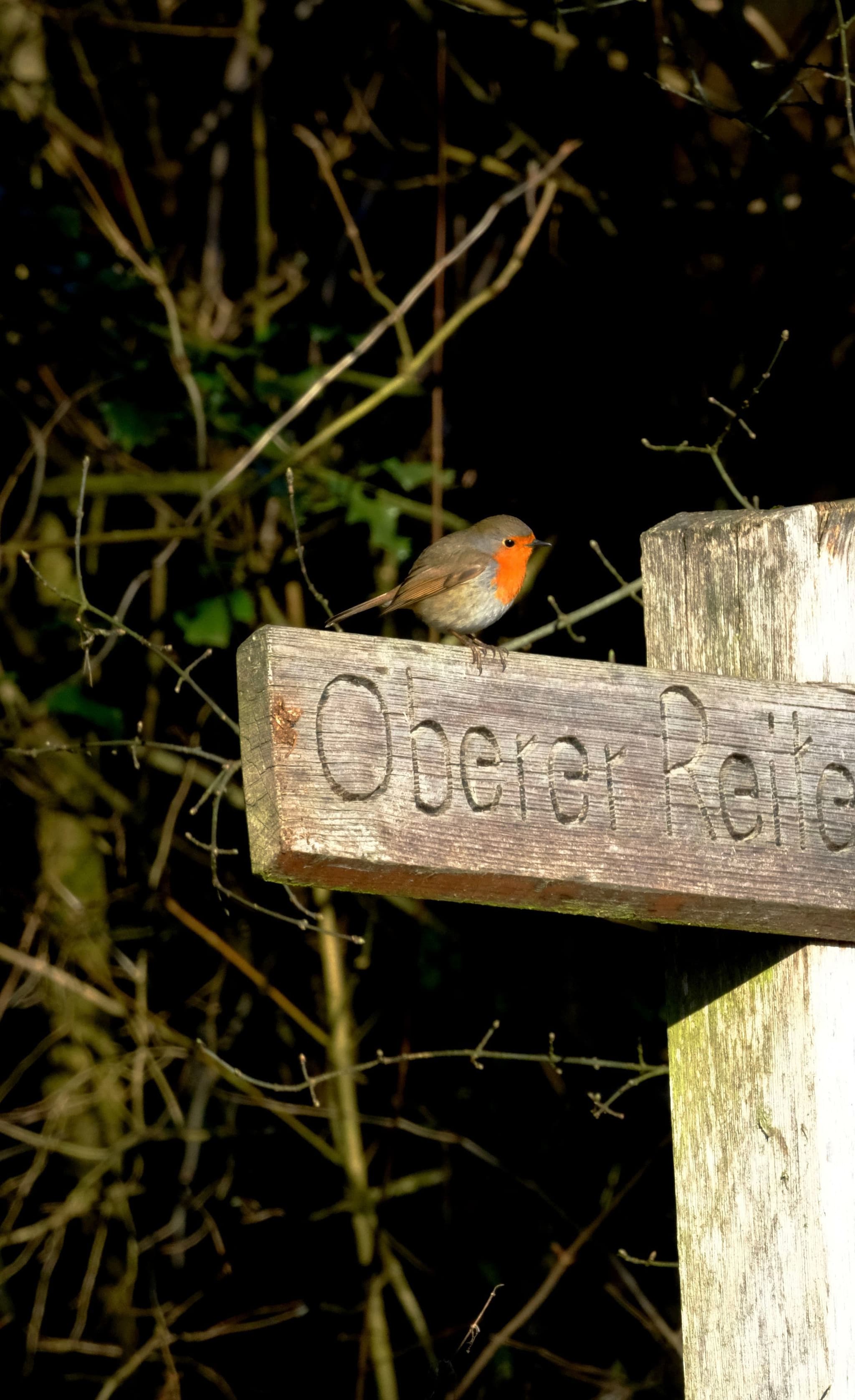 A small bird with a red breast perches on a wooden sign in a wooded area