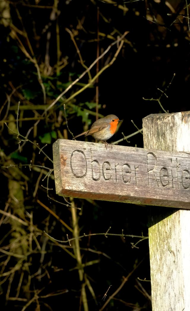 A small bird with a red breast perches on a wooden sign in a wooded area