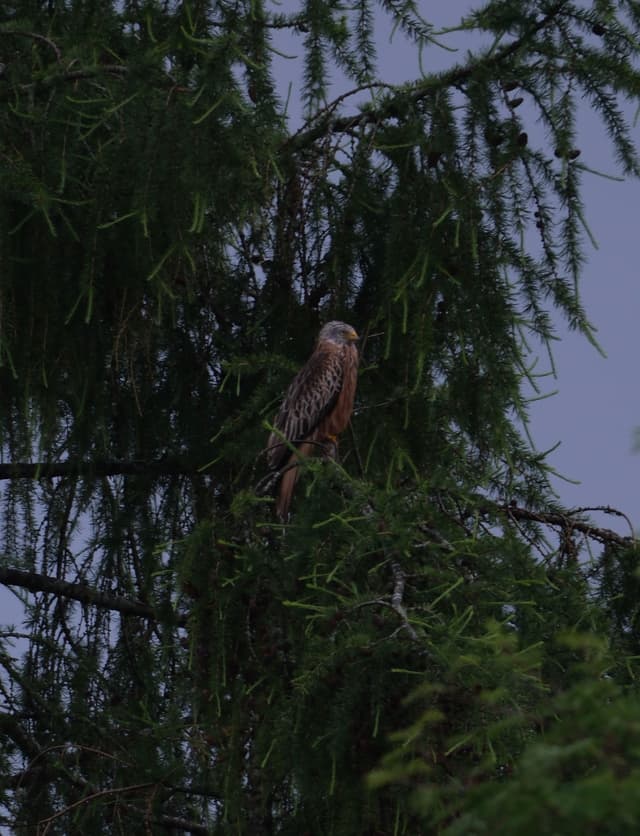 A bird perched on a tree branch surrounded by dense green foliage