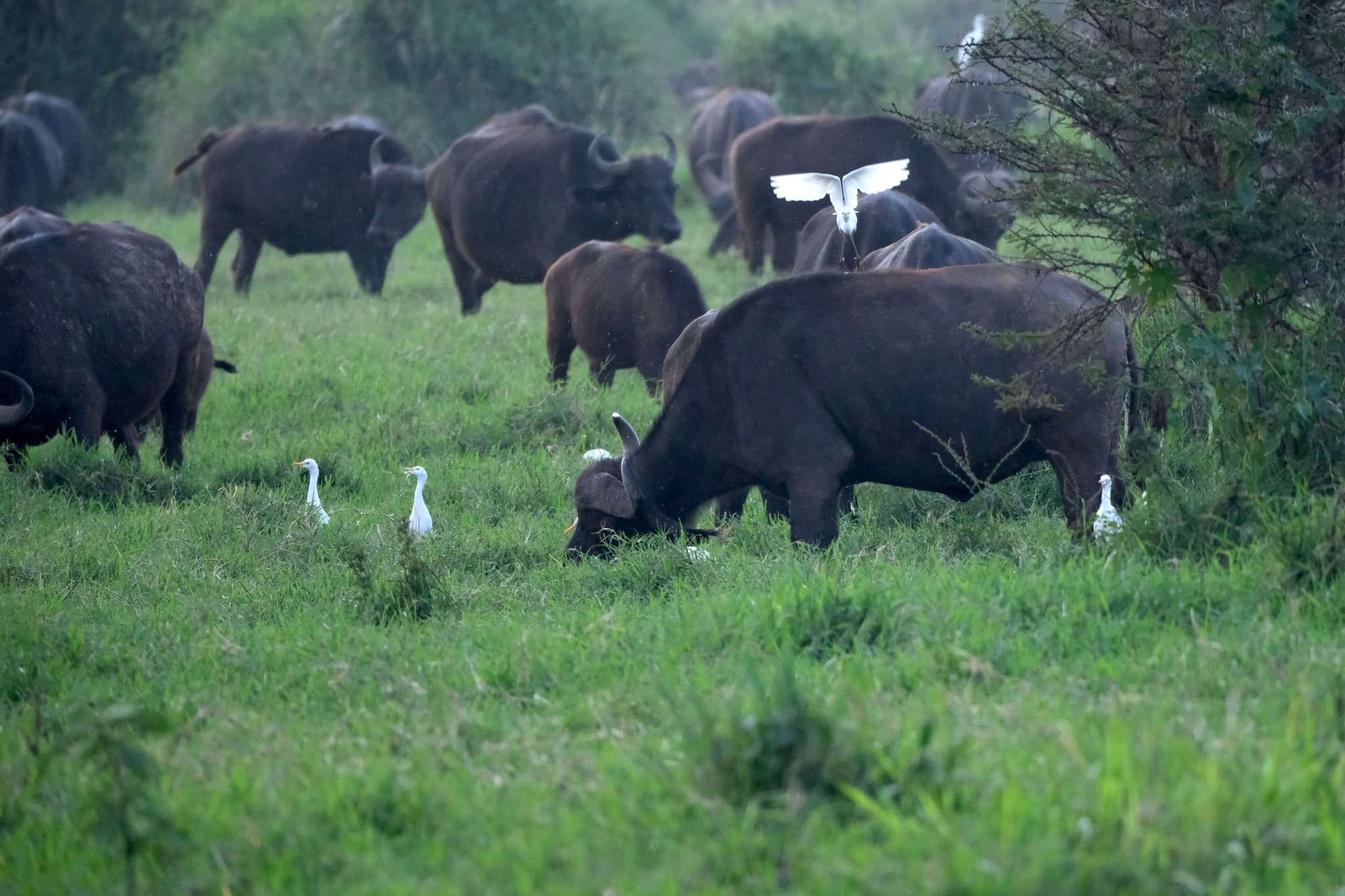 A herd of buffalo grazing in a grassy field, accompanied by several white birds