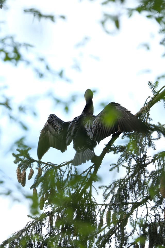 A bird with outstretched wings perched on a tree branch, surrounded by green foliage against a bright sky