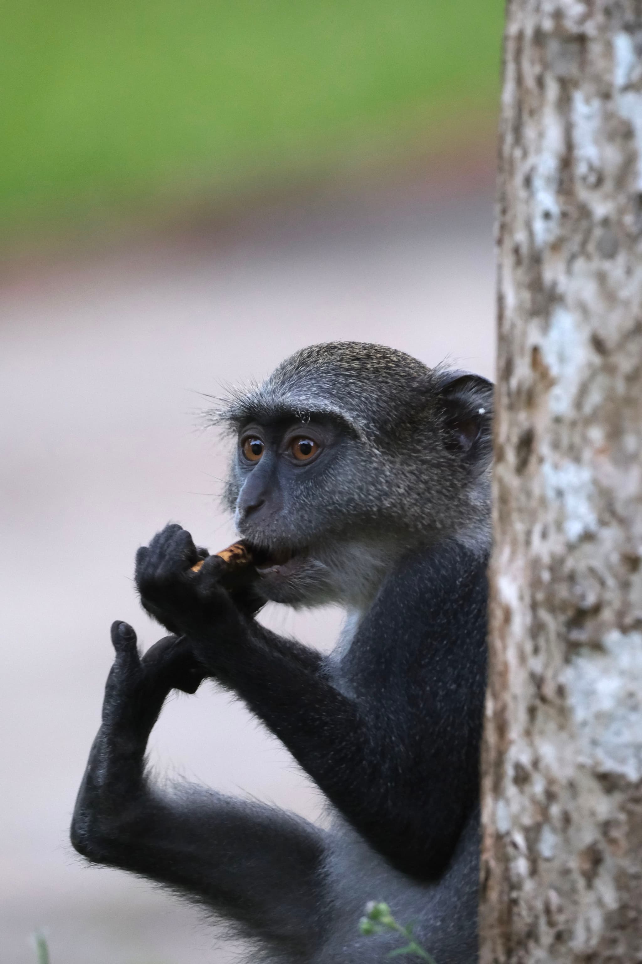 A monkey is sitting by a tree, holding and eating something with its hands