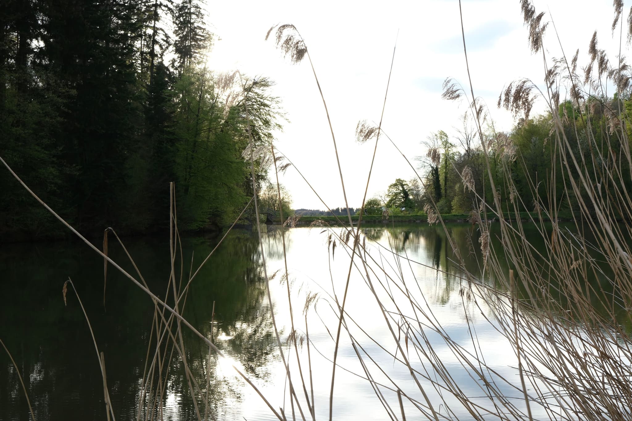 A serene river scene with tall grasses in the foreground, surrounded by lush green trees on both sides, under a bright sky