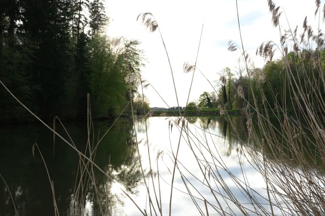 A serene river scene with tall grasses in the foreground, surrounded by lush green trees on both sides, under a bright sky