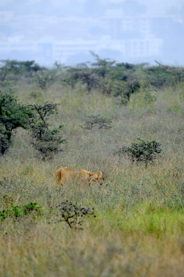 A lion is partially hidden in tall grass within a savanna landscape, with trees scattered around and a cityscape visible in the hazy background