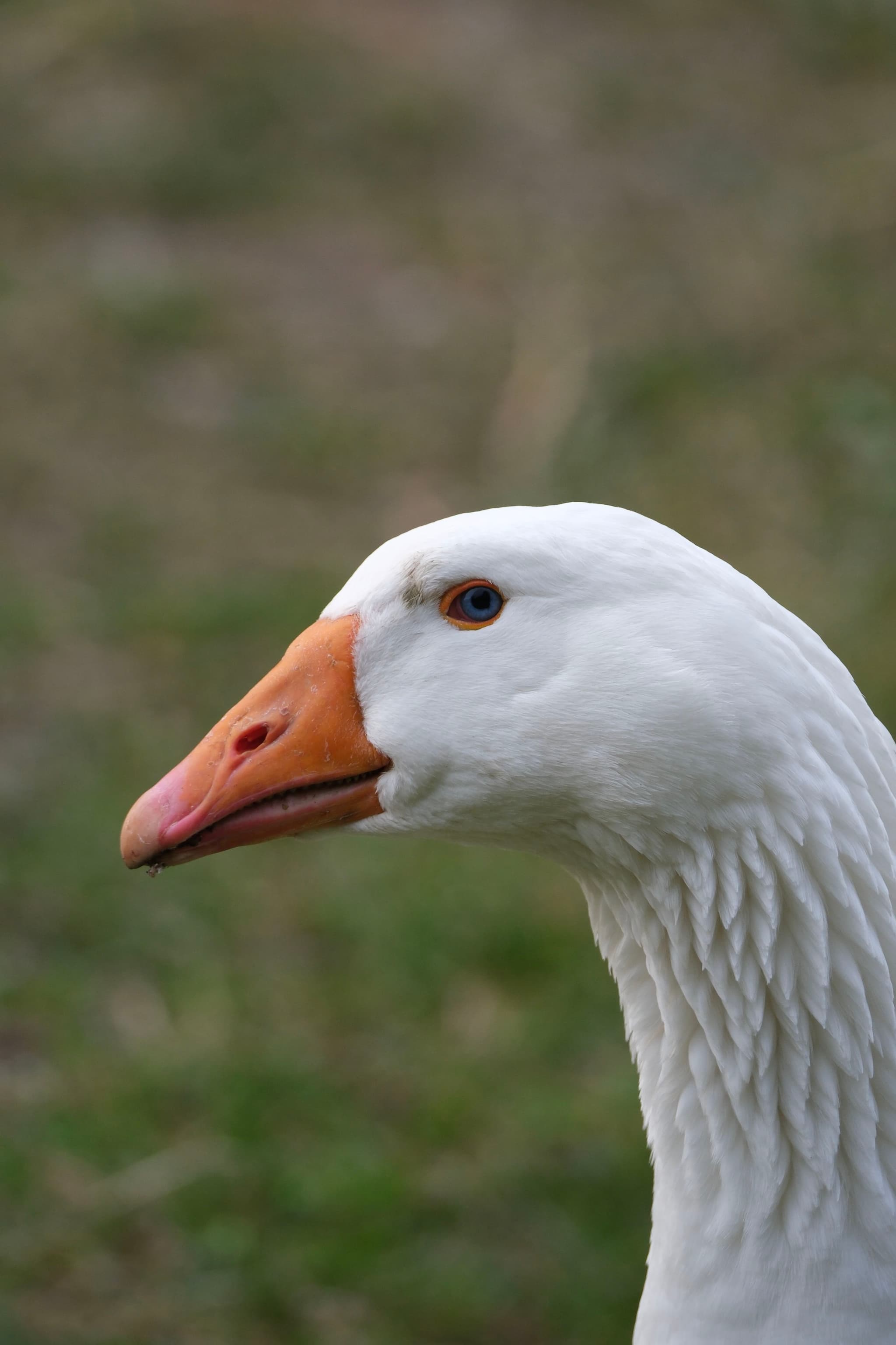 A close-up of a white goose with an orange beak against a blurred natural background