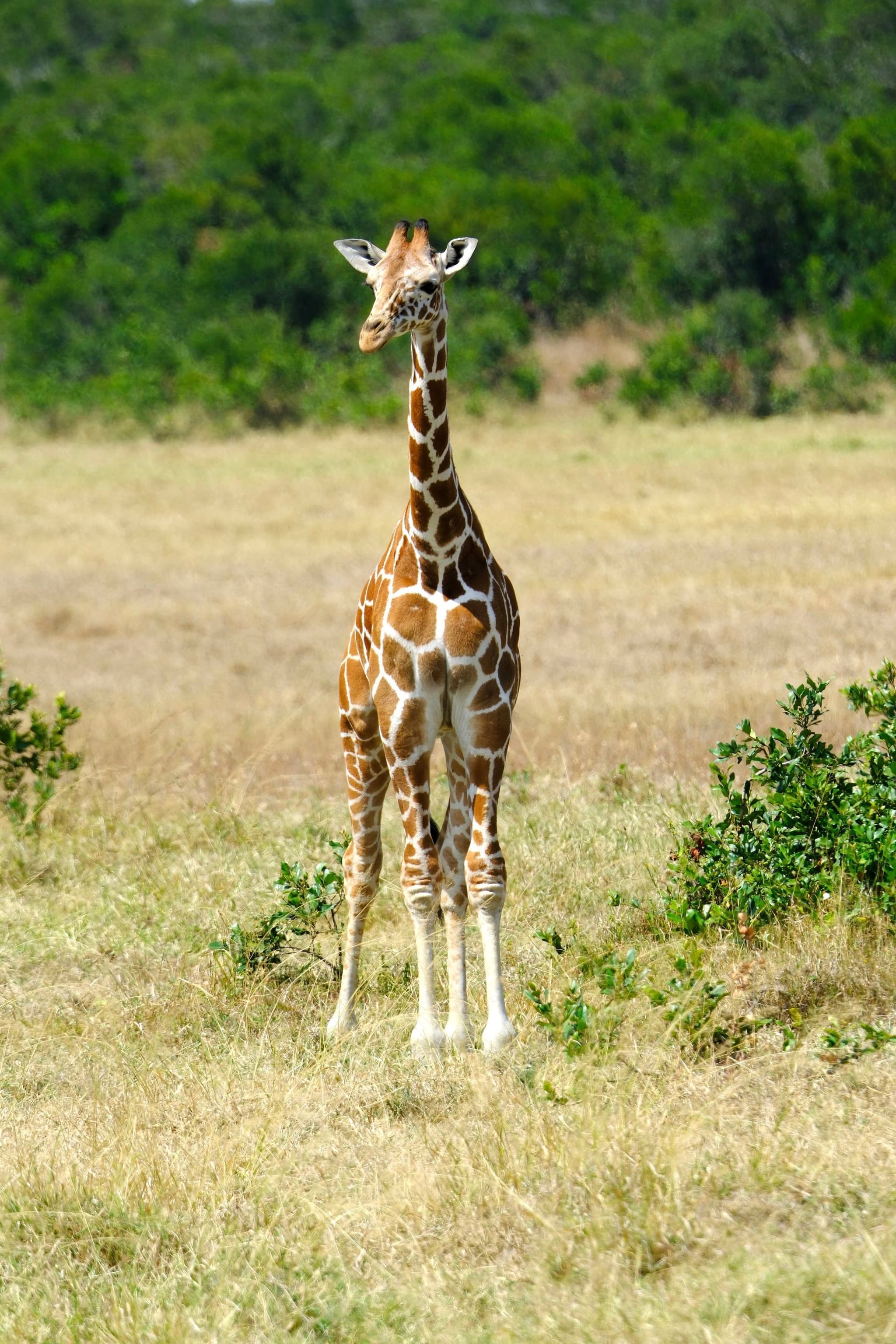 A giraffe standing in a grassy field with green foliage in the background
