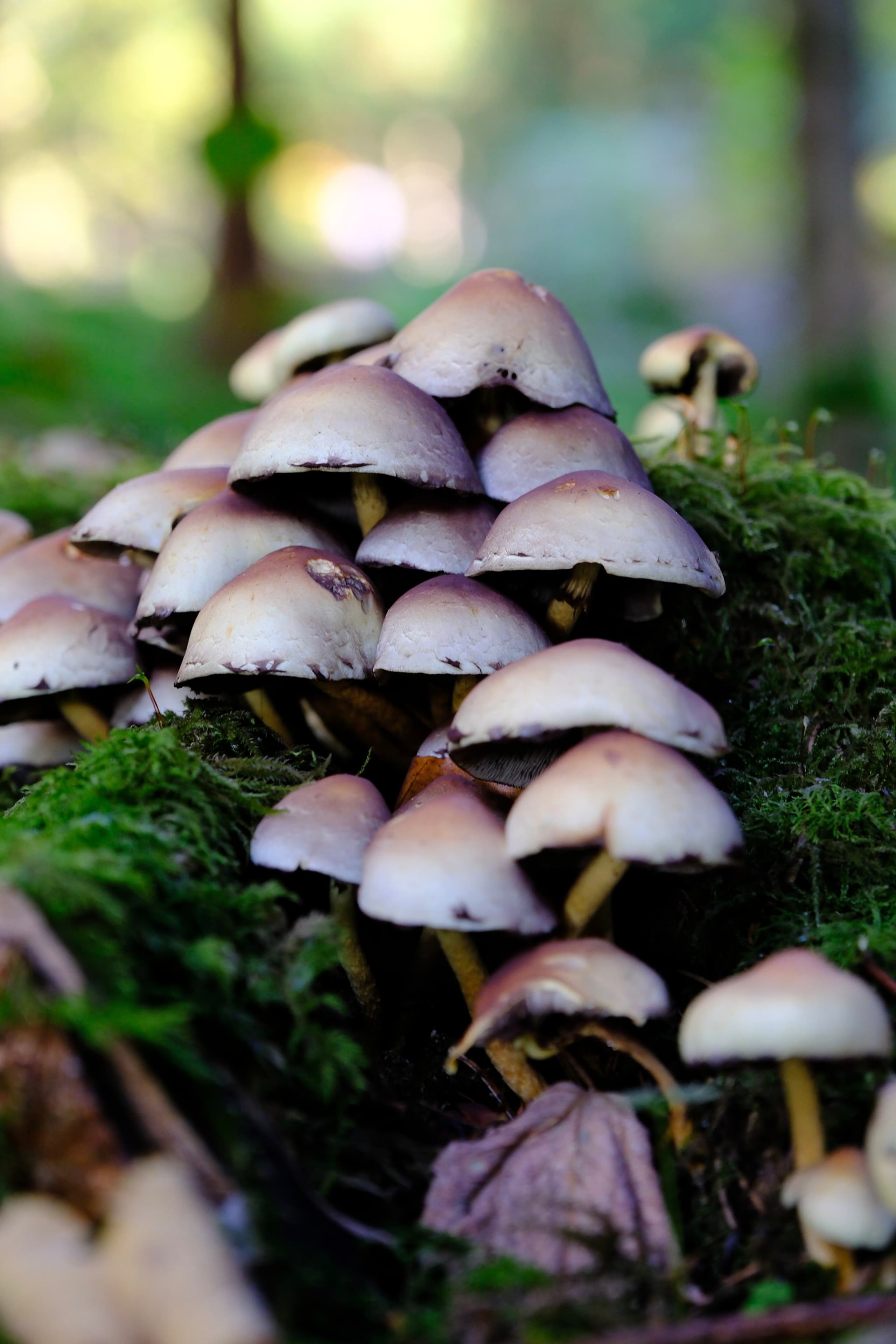 A cluster of mushrooms growing on mossy ground in a forest setting