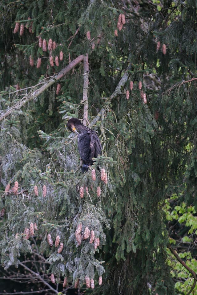 A bear climbing a tree with dense green foliage and numerous pinkish cones