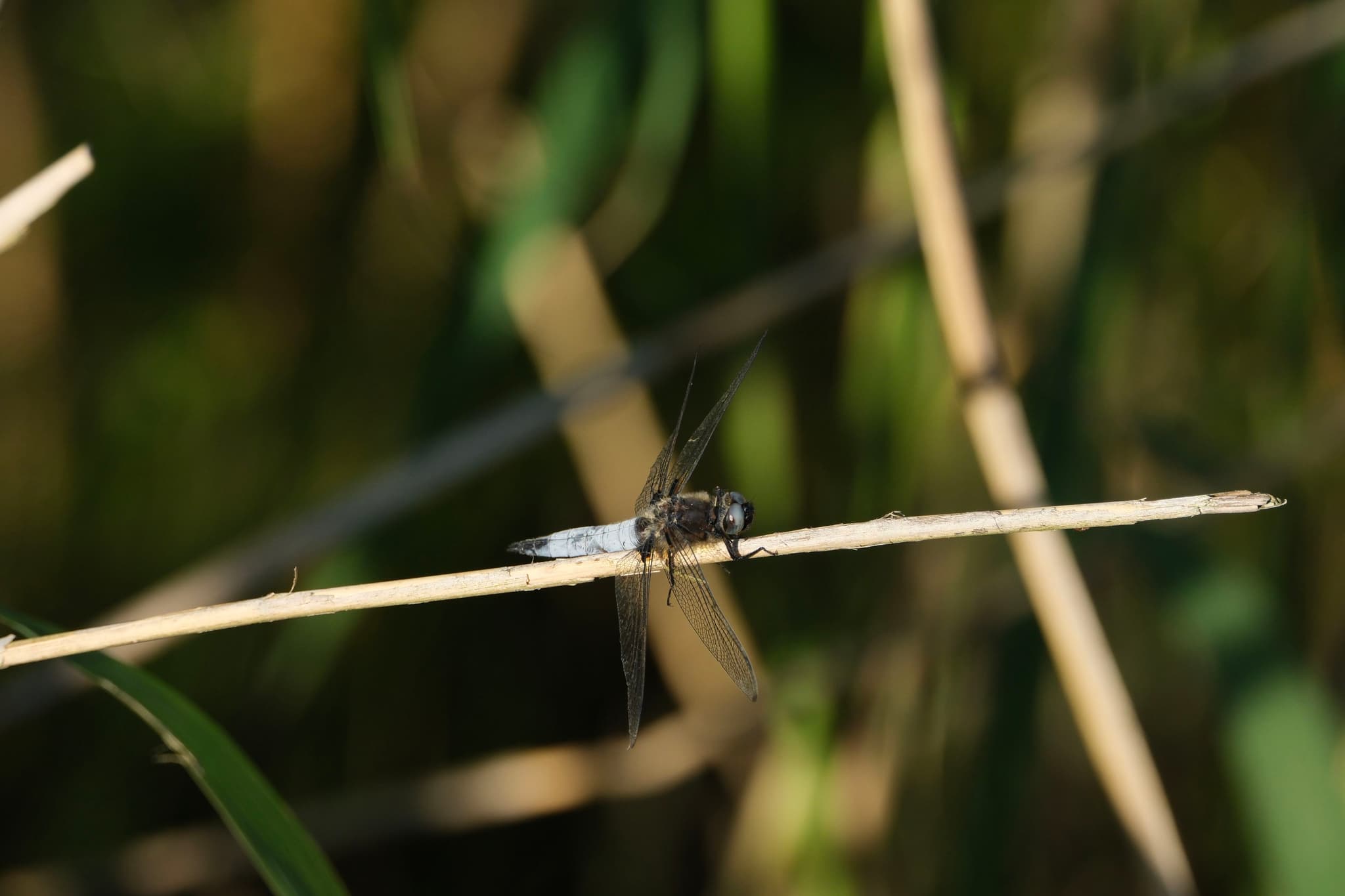 A dragonfly perched on a thin, dry branch with a blurred background of green foliage