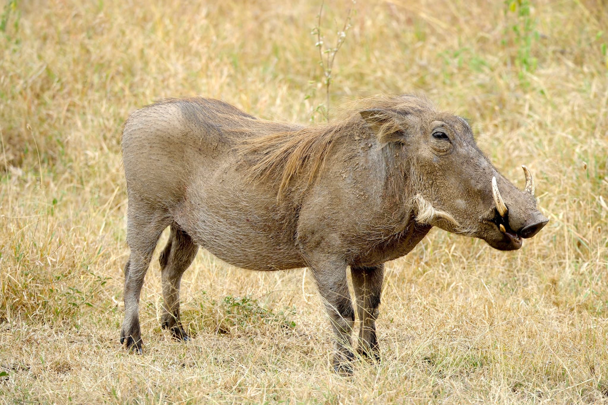 A warthog standing in dry grassland