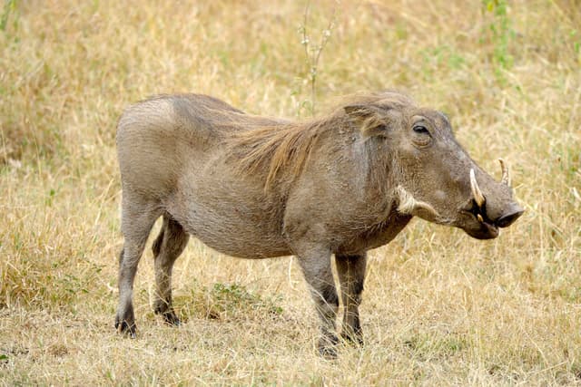 A warthog standing in dry grassland