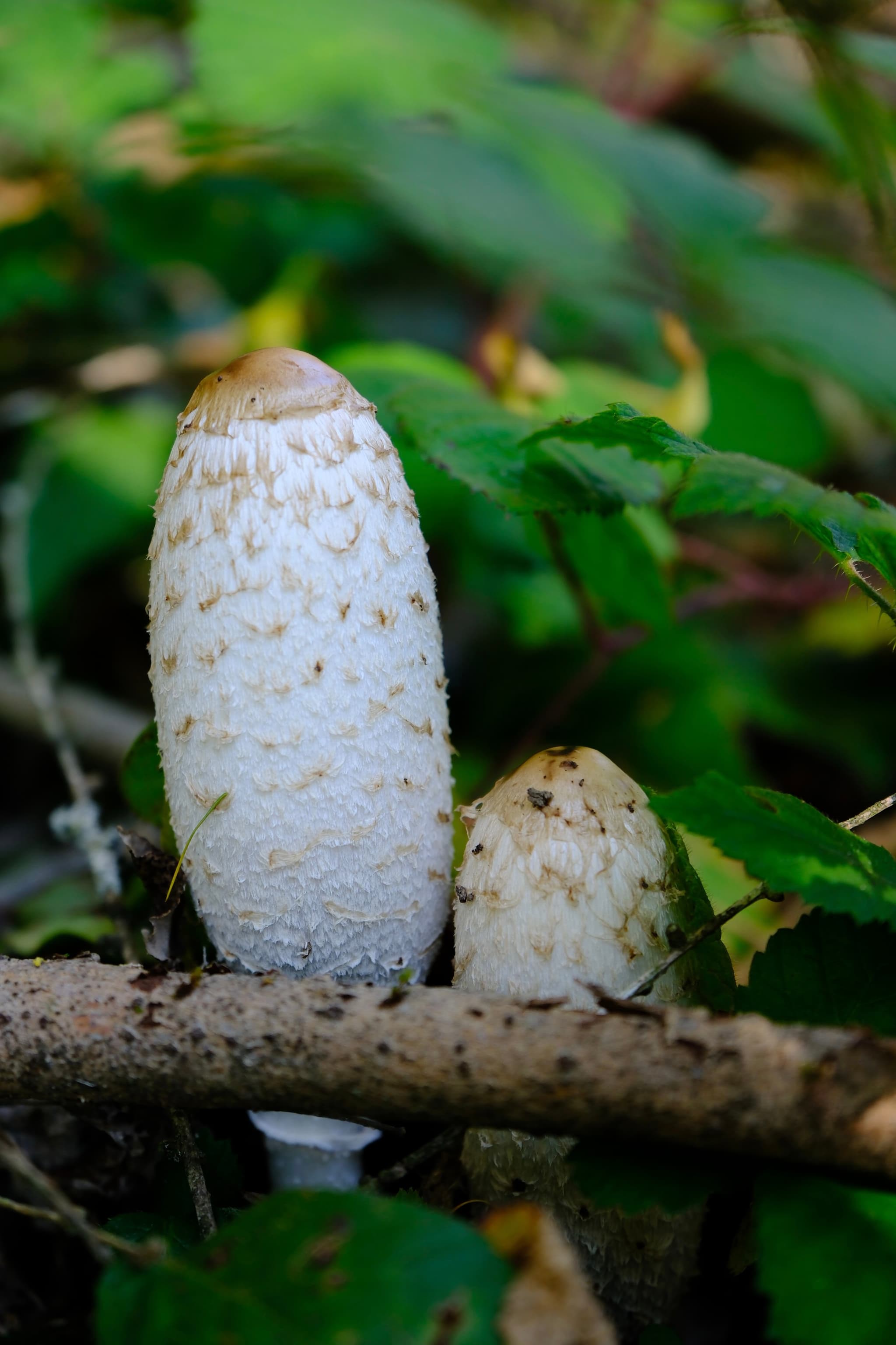 Tall white mushrooms growing among green leaves and branches in a forest setting