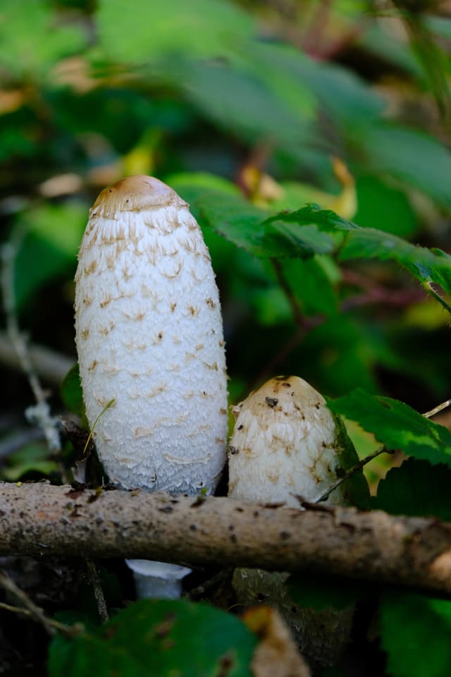 Tall white mushrooms growing among green leaves and branches in a forest setting