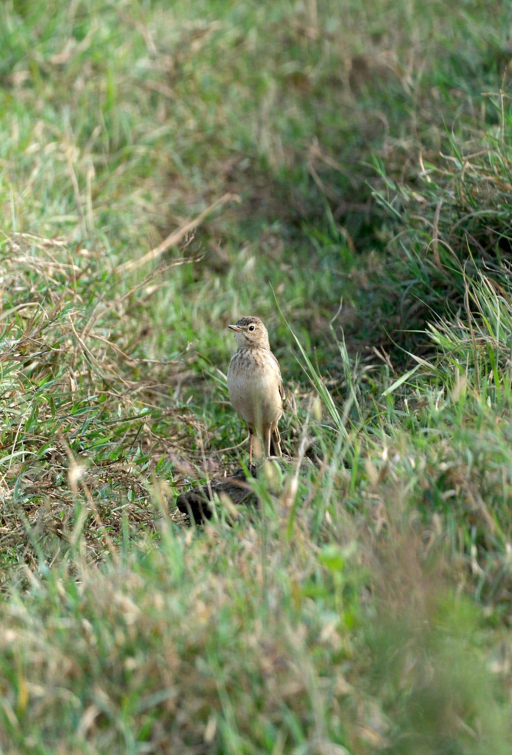 A small bird standing in tall grass, surrounded by a natural, green environment