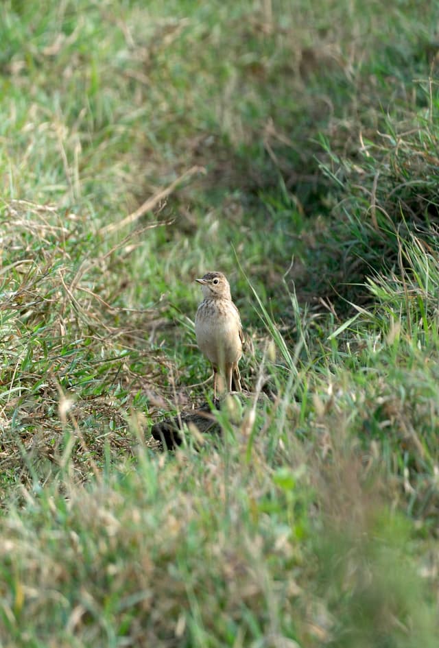 A small bird standing in tall grass, surrounded by a natural, green environment