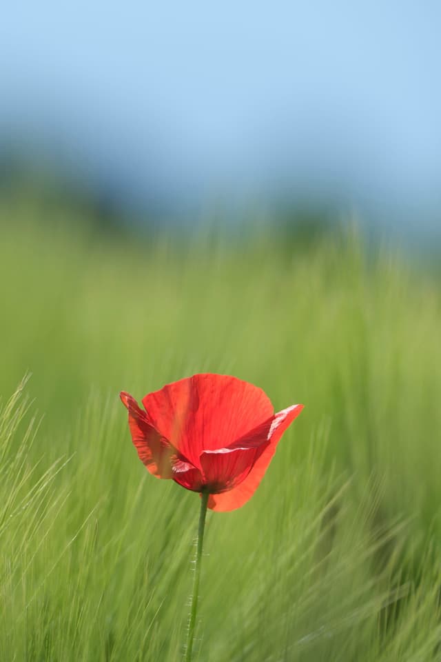A single red poppy flower stands amidst a field of green grass with a blurred blue sky in the background